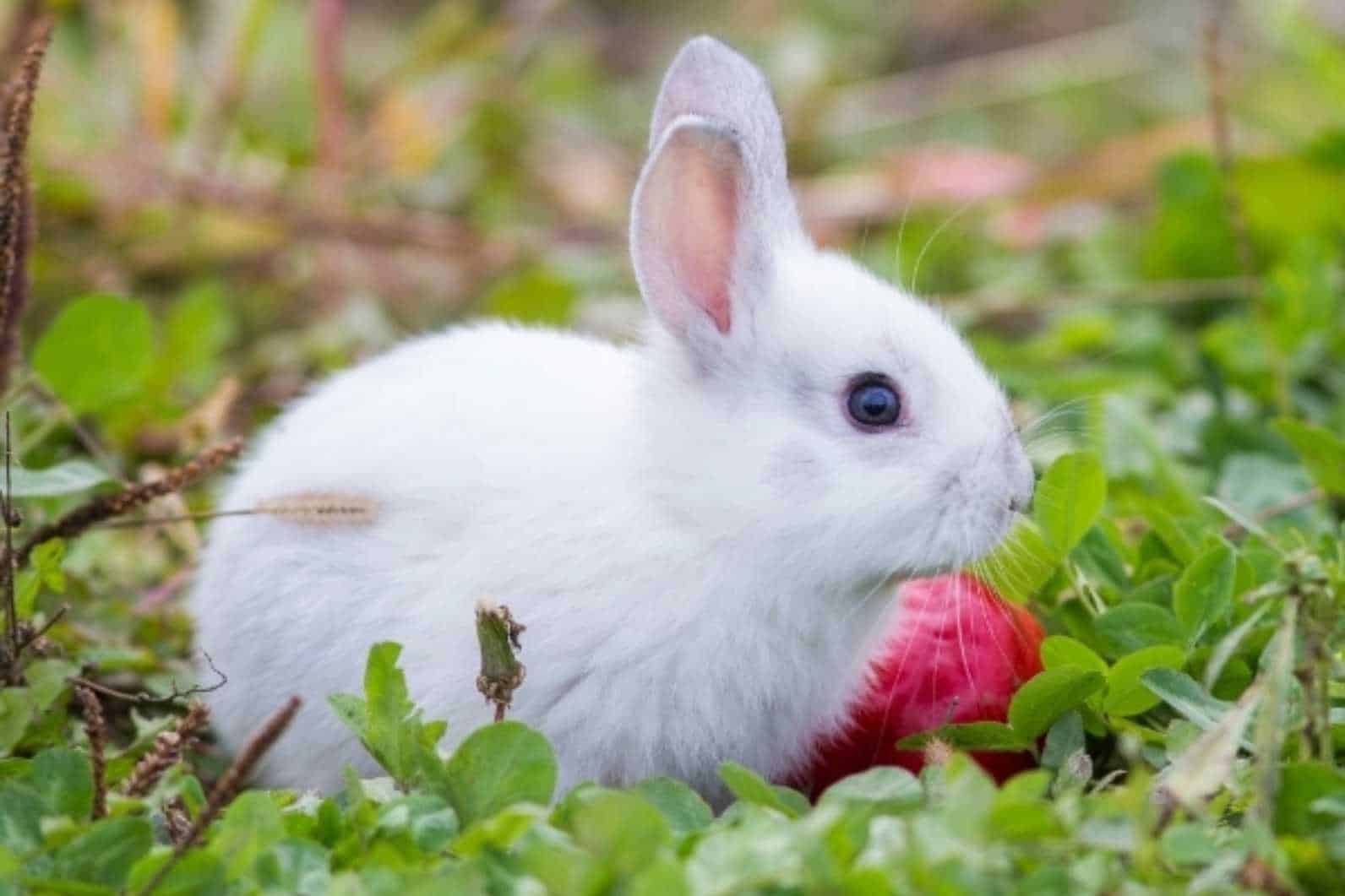 can bunnies have radishes