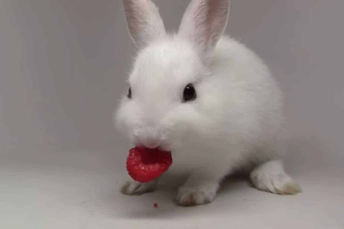 can bunnies have raspberries