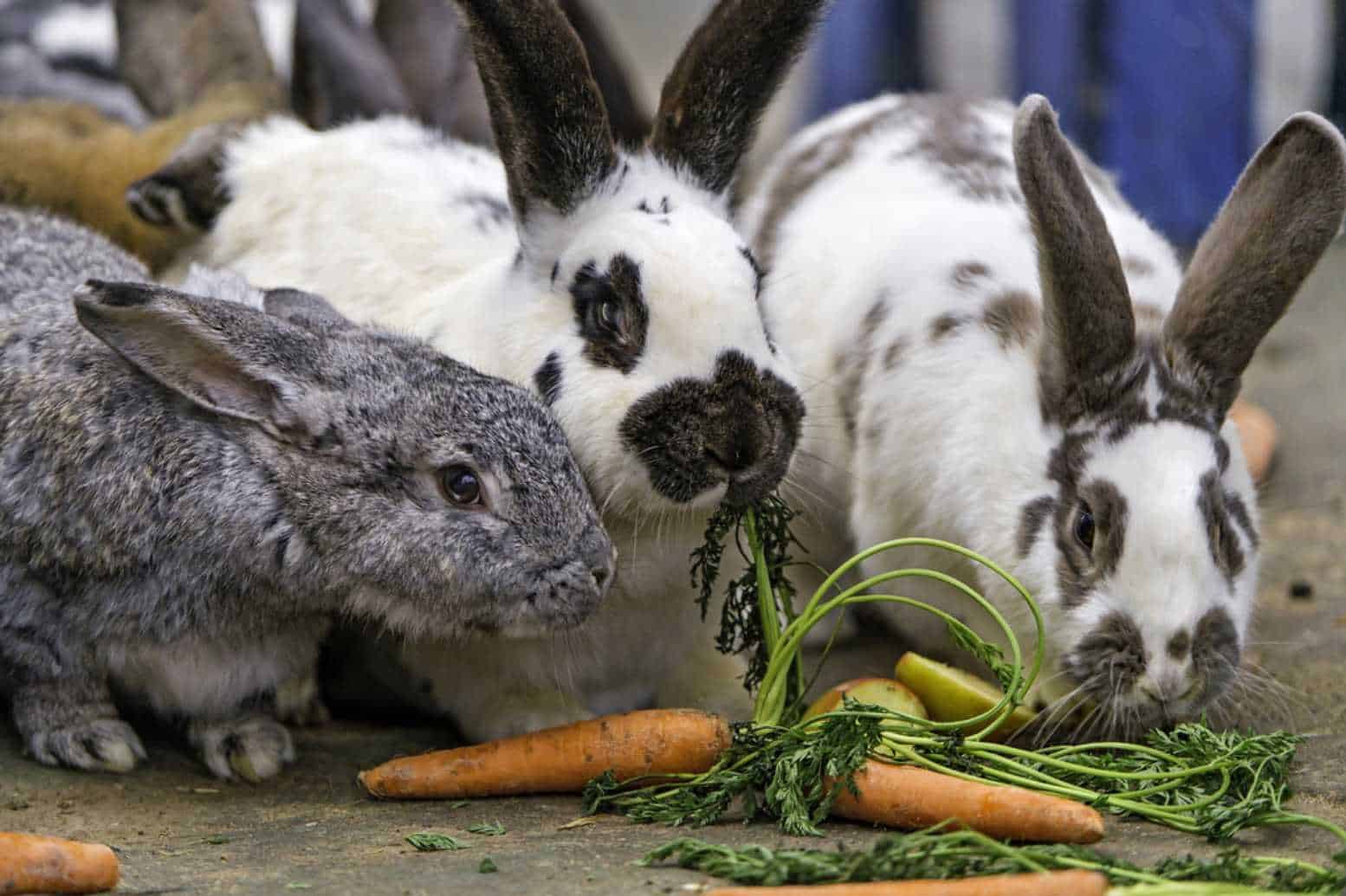 can rabbits eat carrot tops