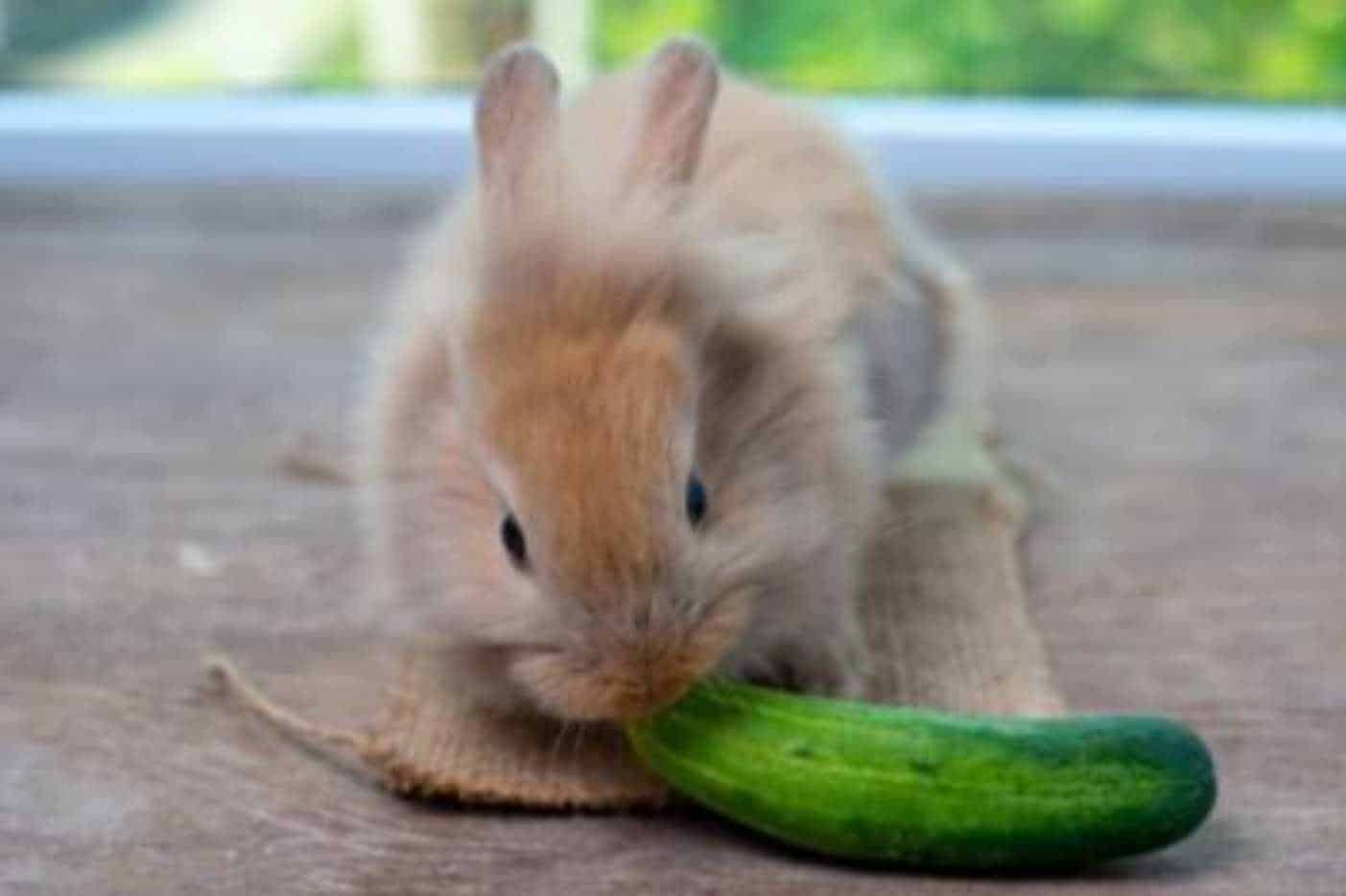 can rabbits eat cucumbers