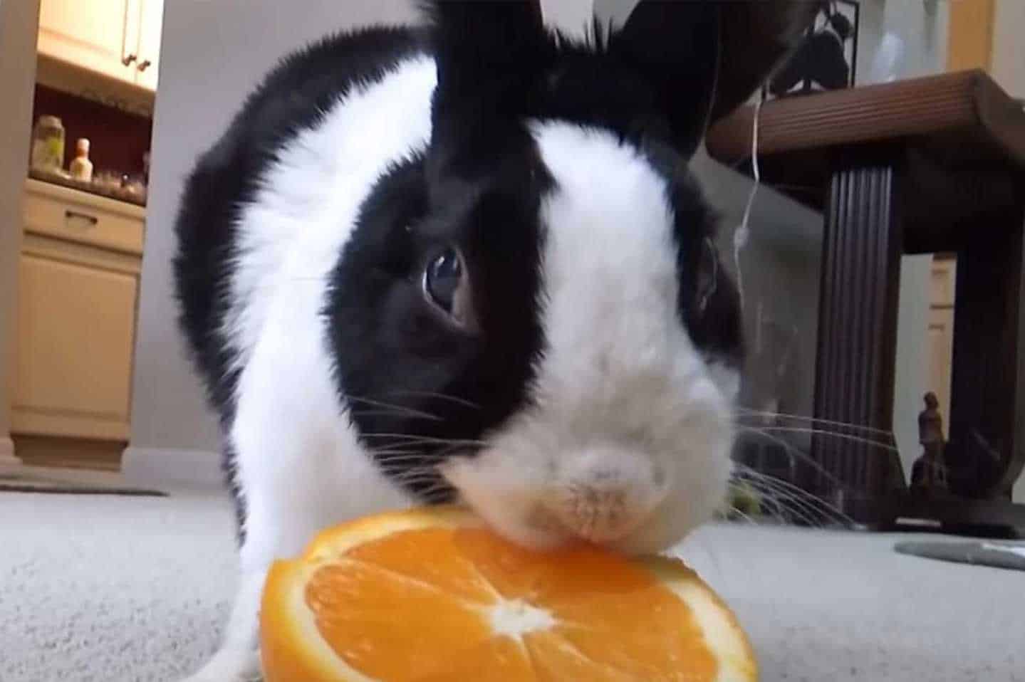 can rabbits eat orange peels