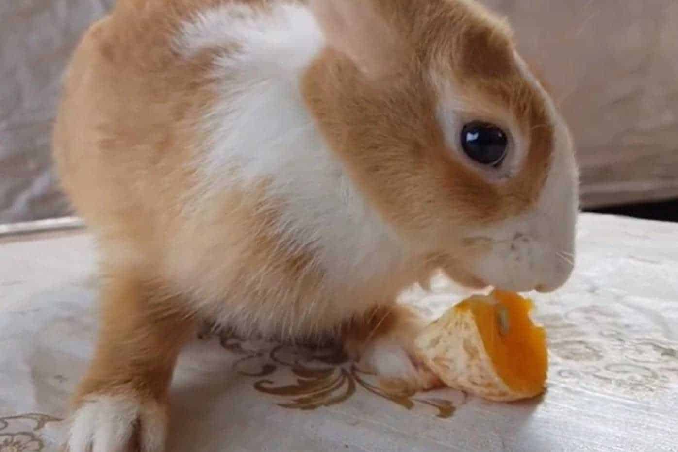 can rabbits eat oranges peels