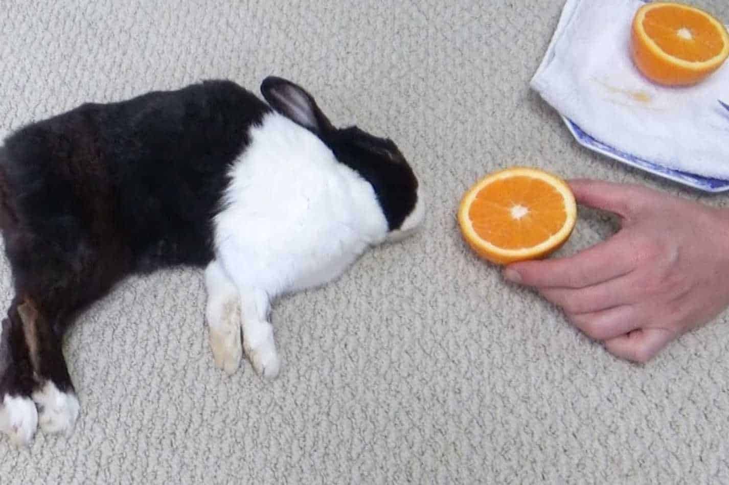 can rabbits eat oranges