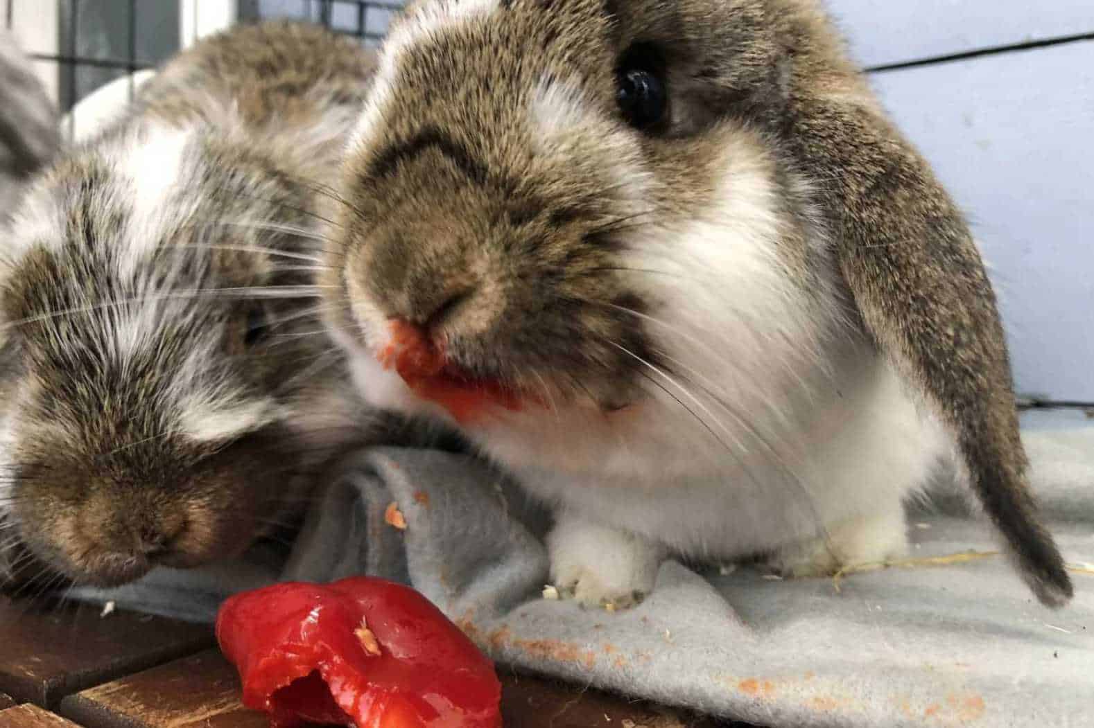 can rabbits eat peppers