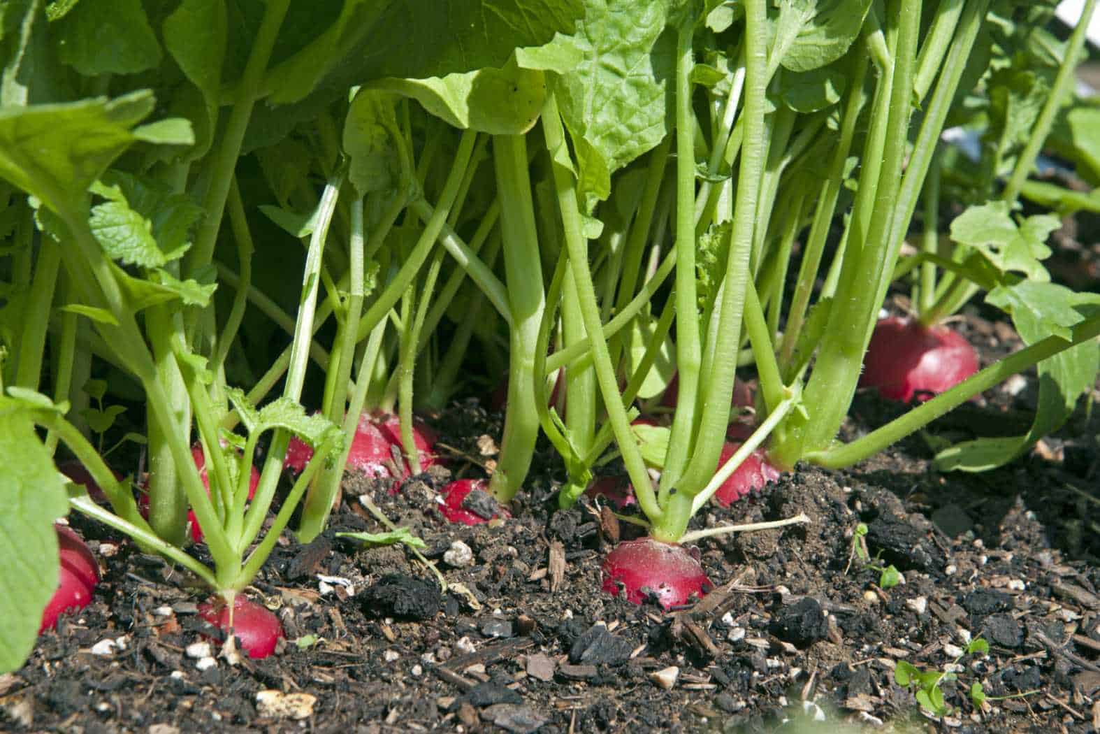 can rabbits eat radish tops