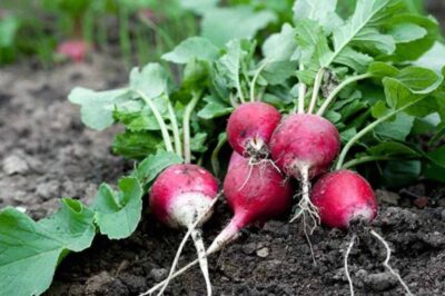 Can Rabbits Eat Radishes? (Nutrition, Benefits & Feeding Tips)