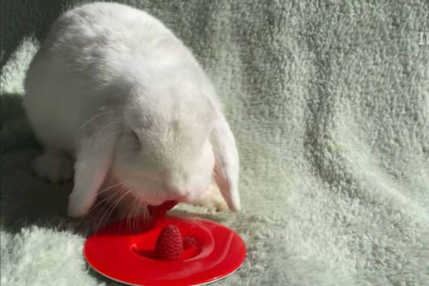 can rabbits eat raspberries