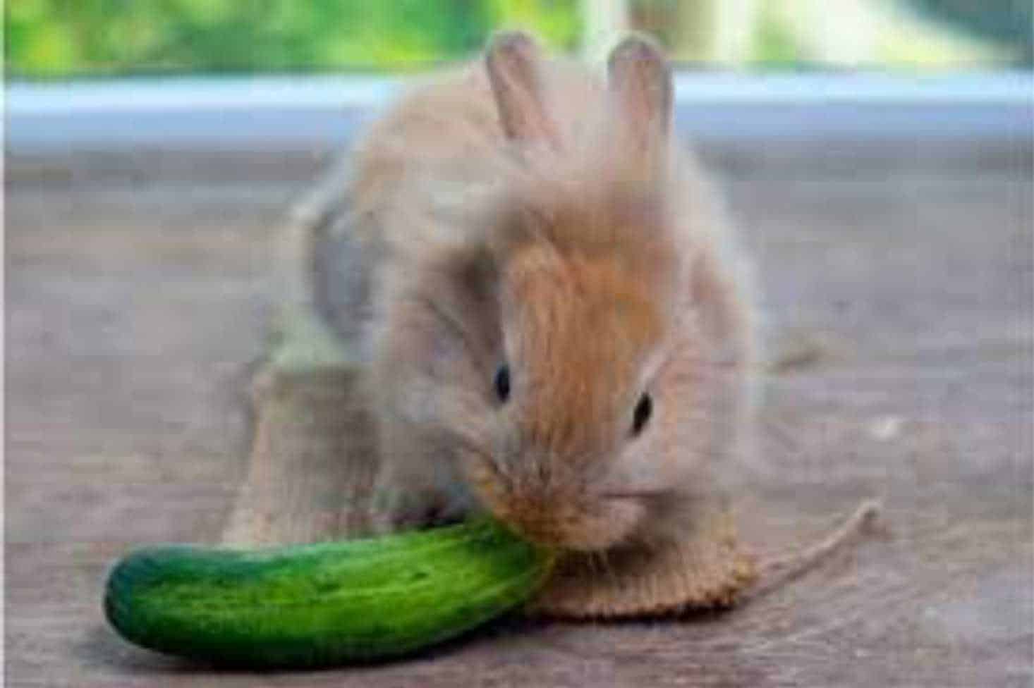 can rabbits eat zucchini squash