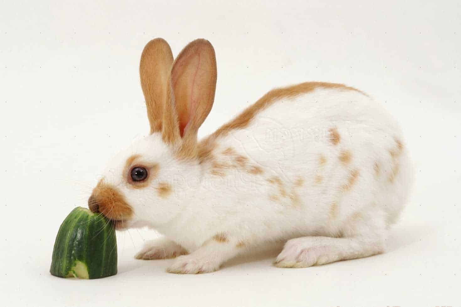 can rabbits eat zucchini