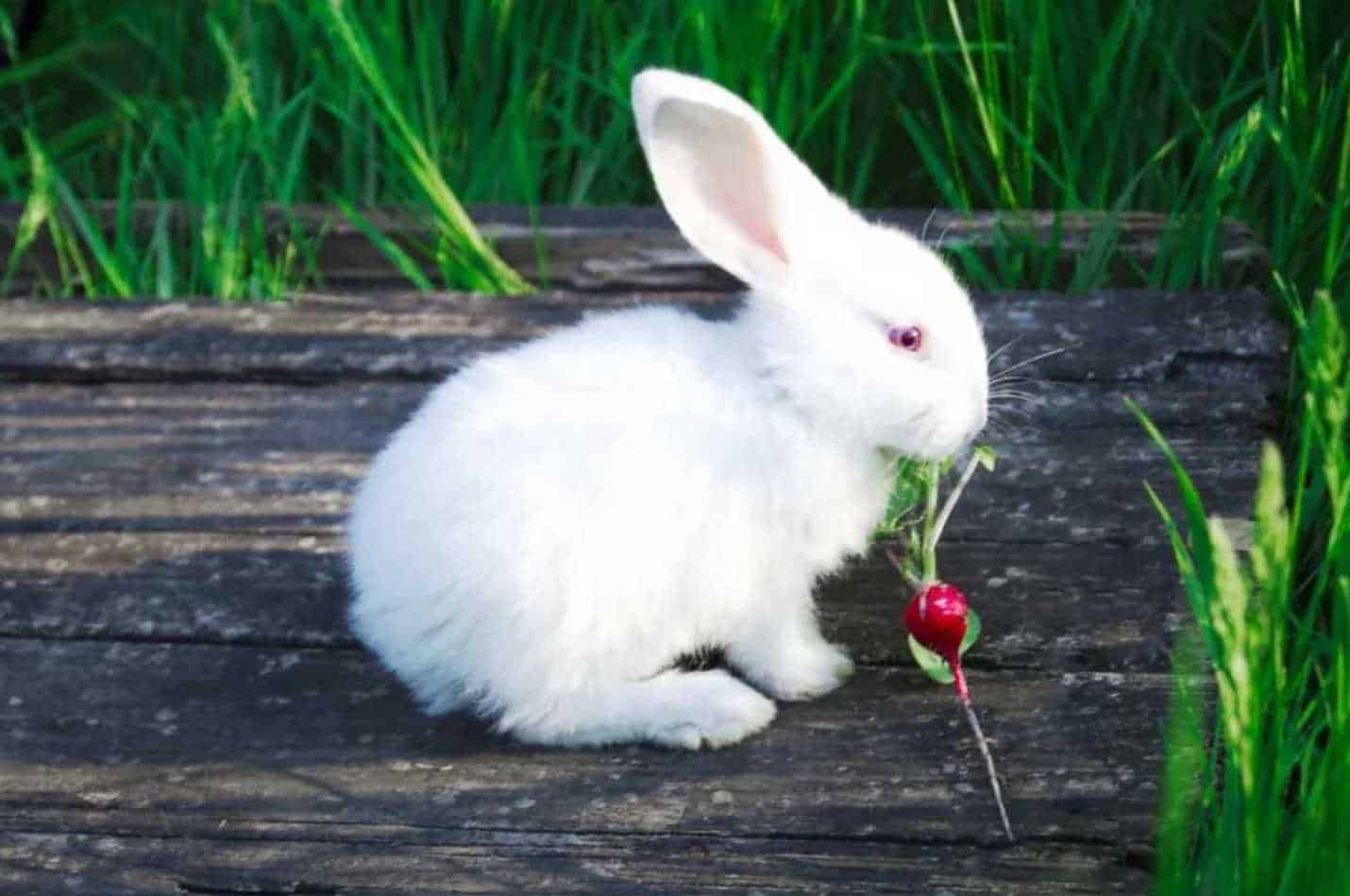 can rabbits have radishes