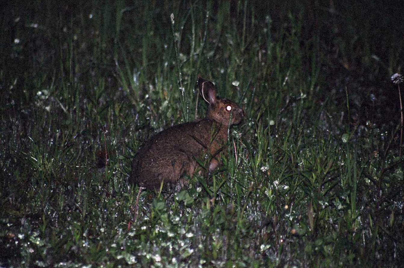 can rabbits see in the dark