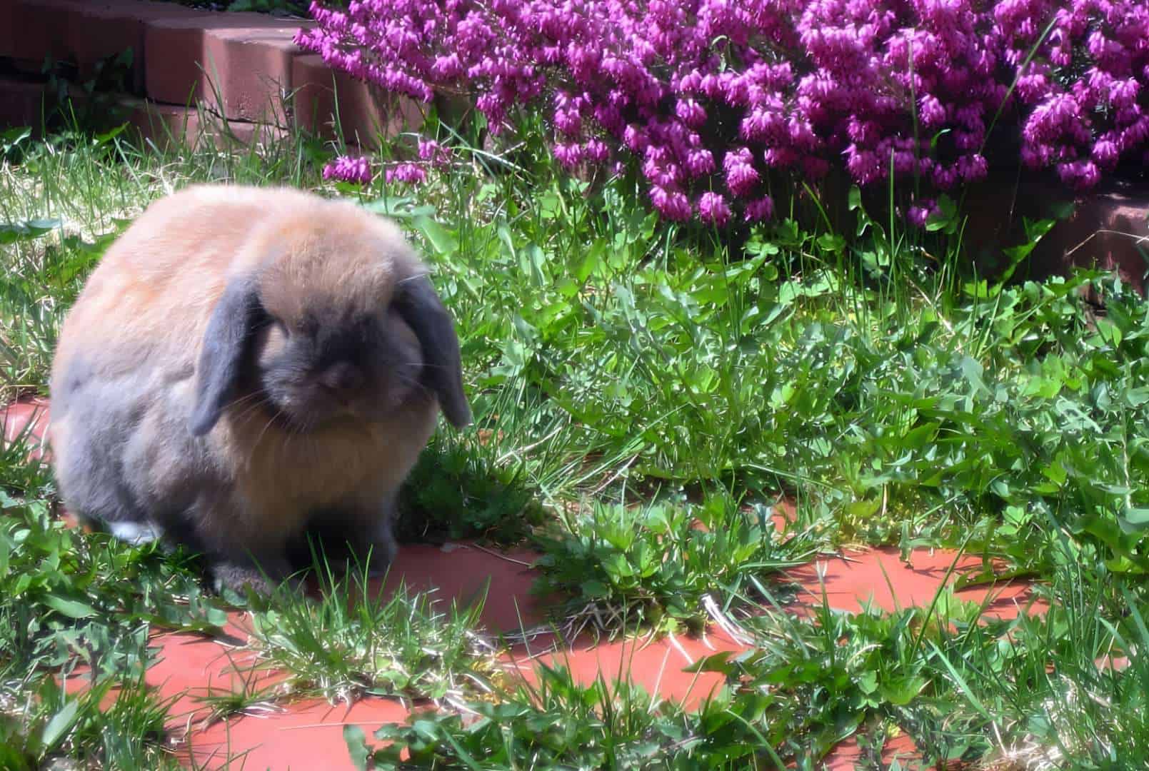 can rabbits stay outside in summer