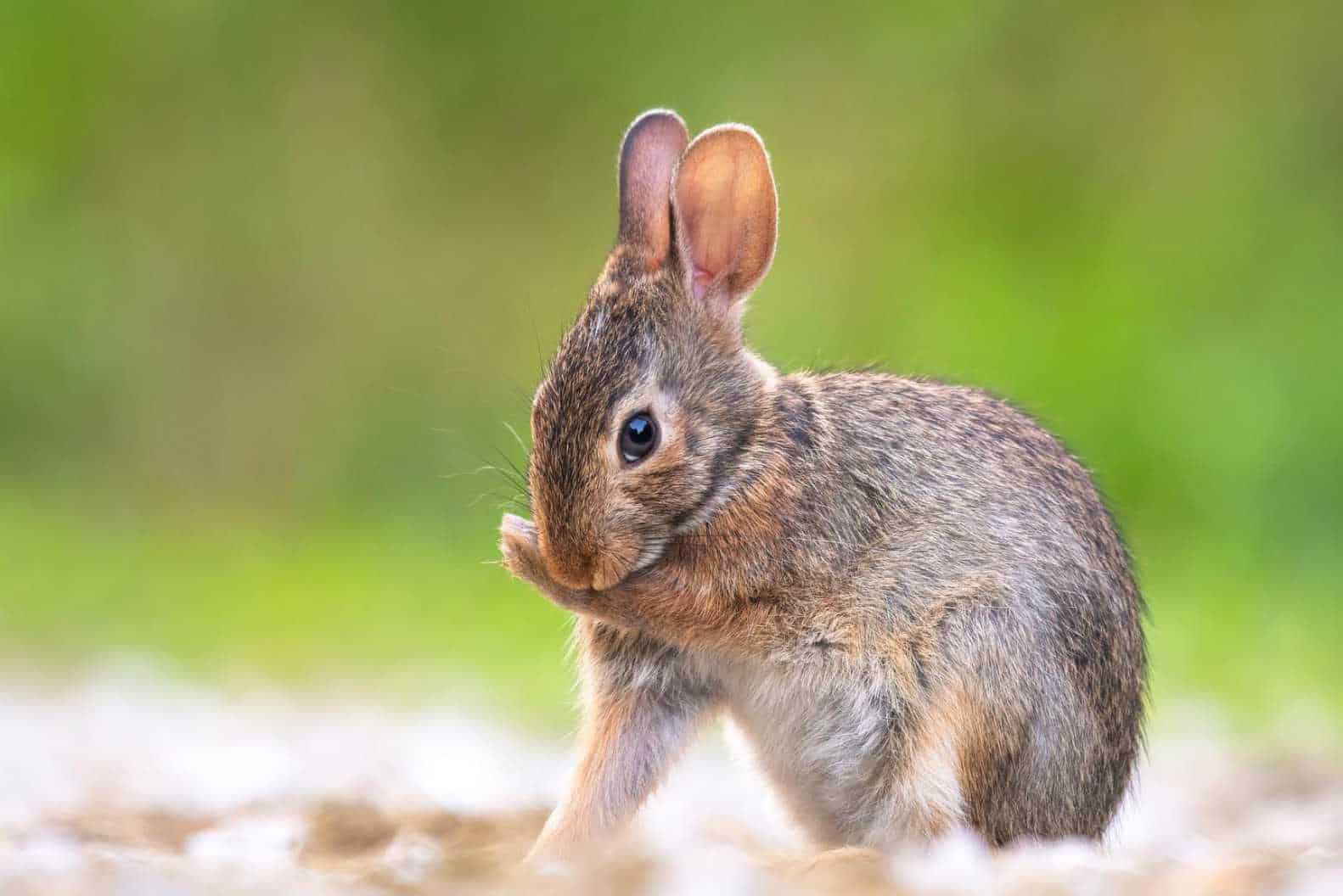 can you keep a wild rabbit as a pet