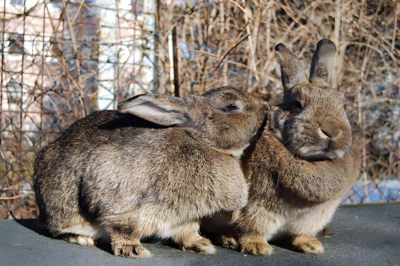 caring for bunnies outdoors