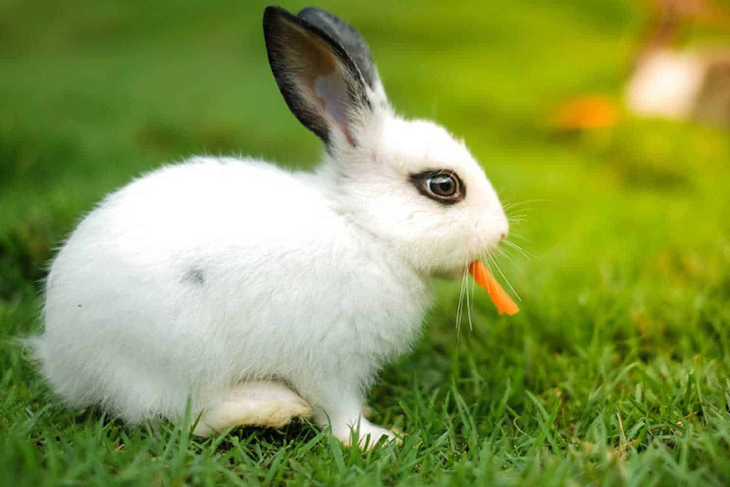 carrot tops for rabbits