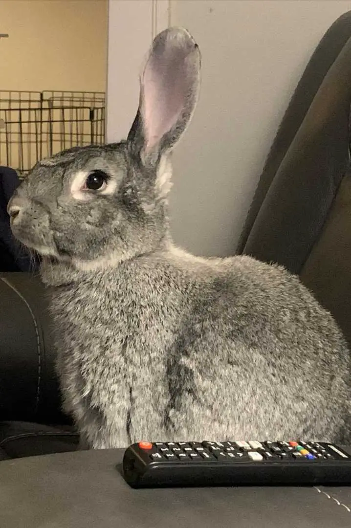 chinchilla rabbit lifespan