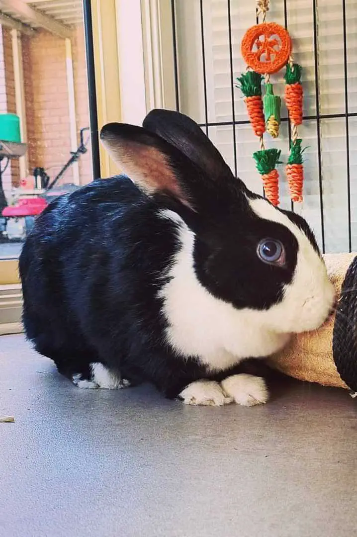 common black and white rabbit breeds