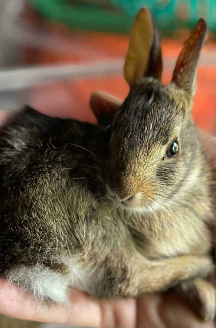 cotton tail bunny