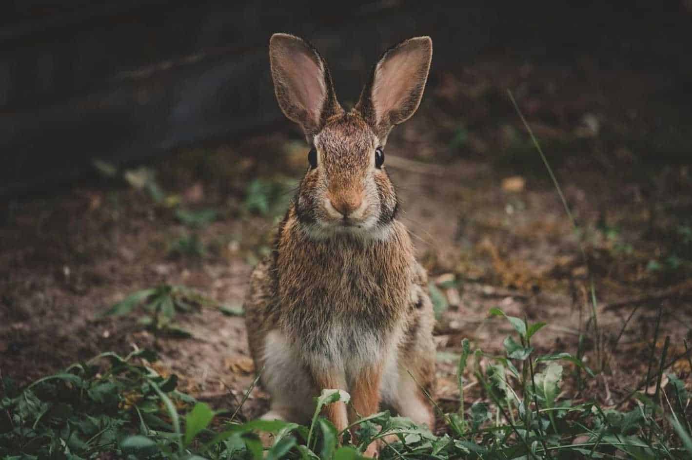 cottontail rabbit pet