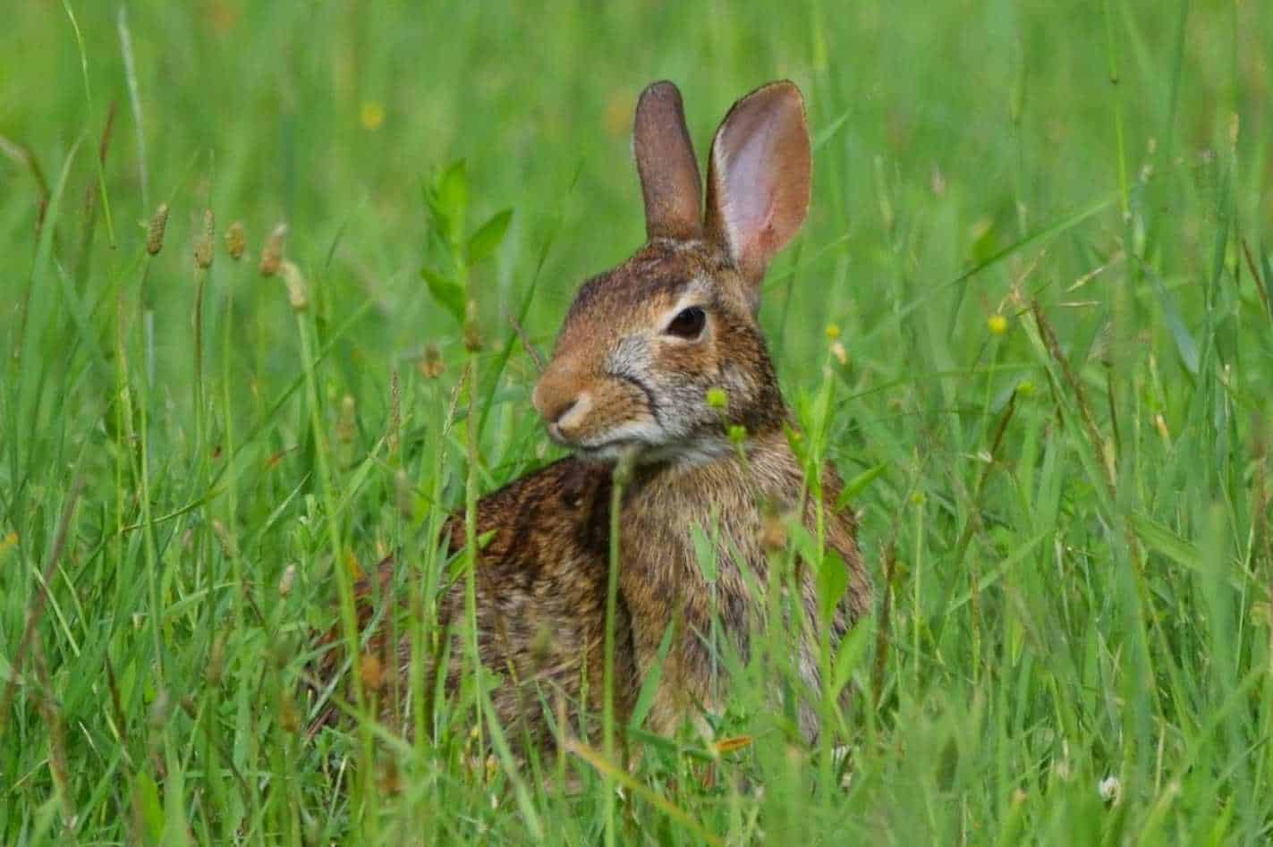 cottontail rabbits pets