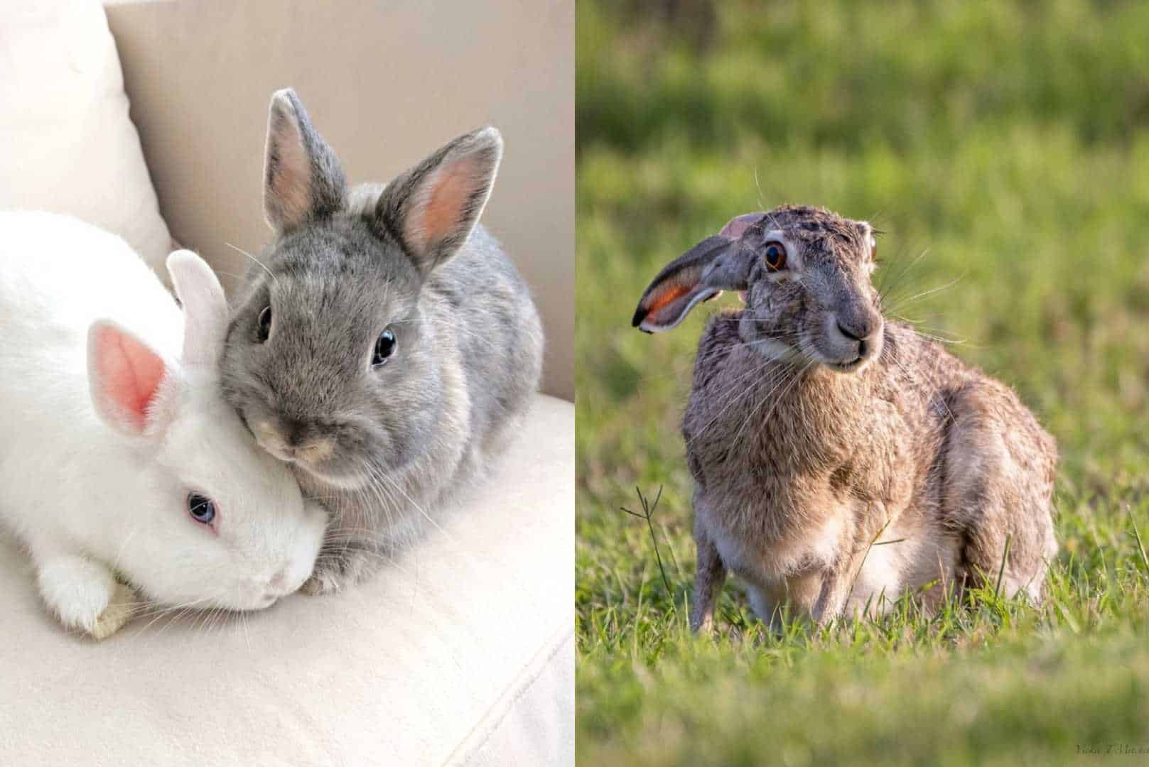 difference between bunny and rabbit