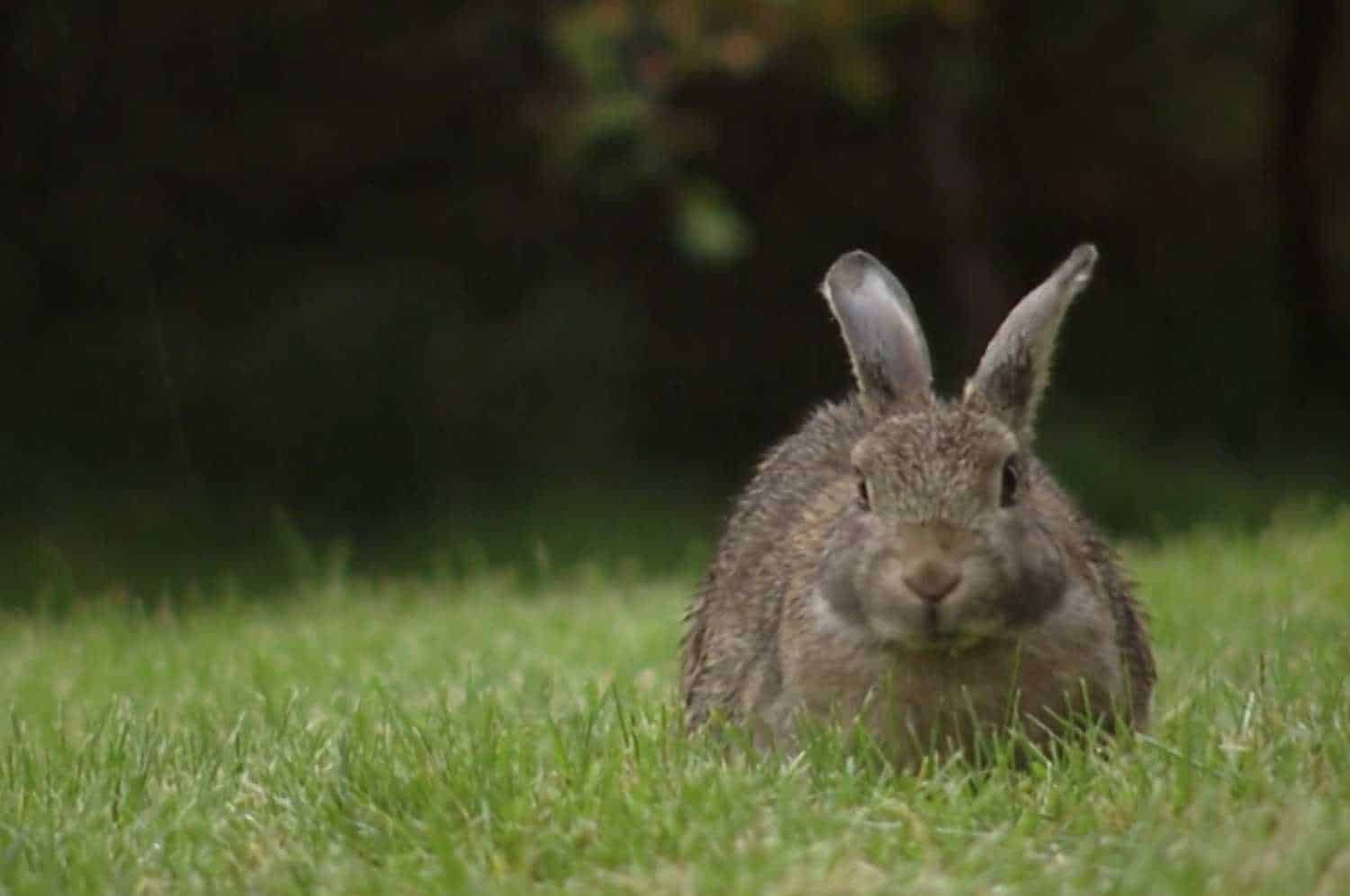 do bunnies have night vision