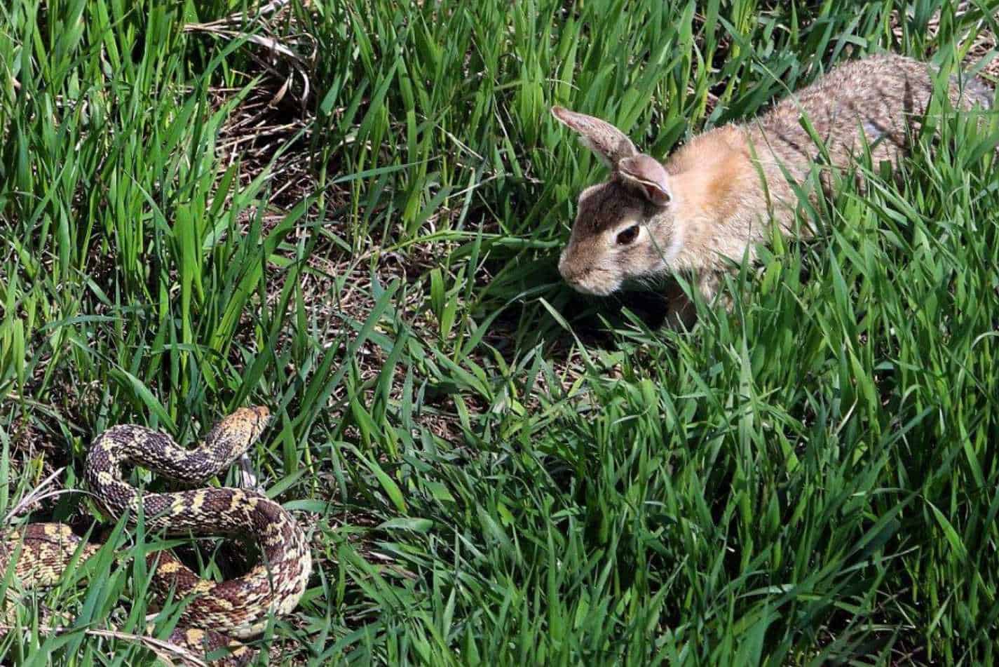 do rabbits eat snakes