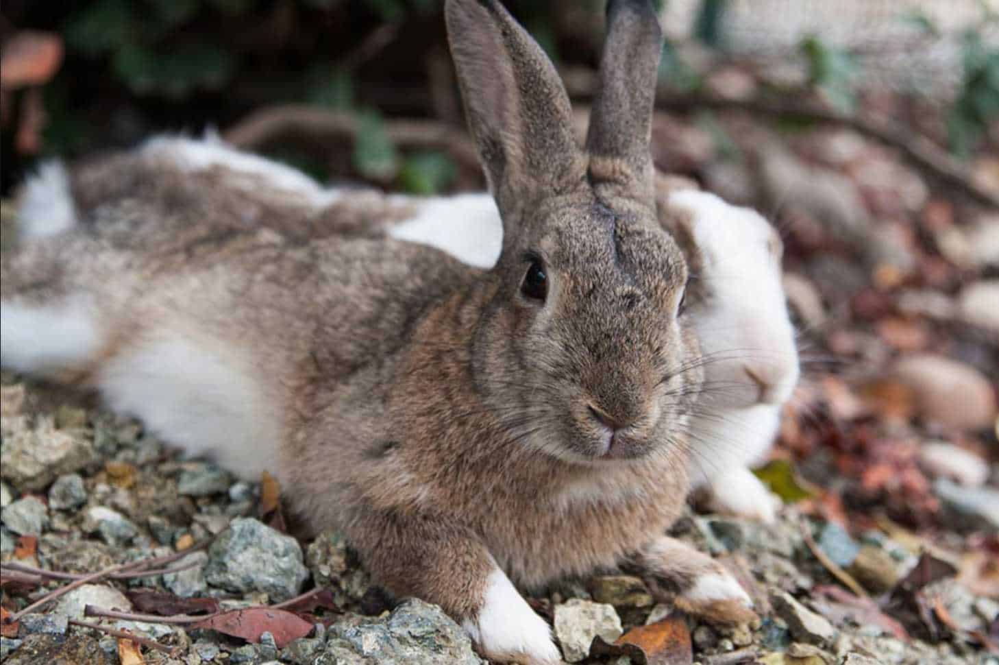 do wild rabbits mate for life