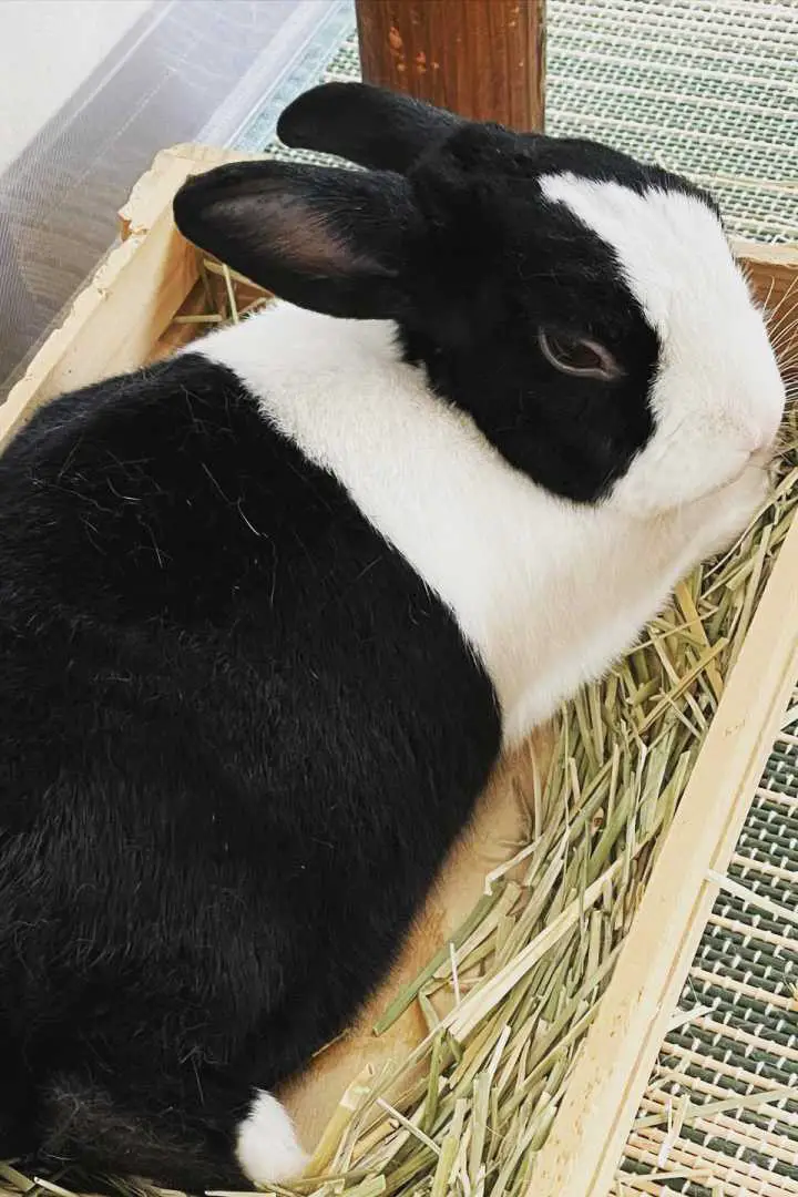 dutch rabbit colors