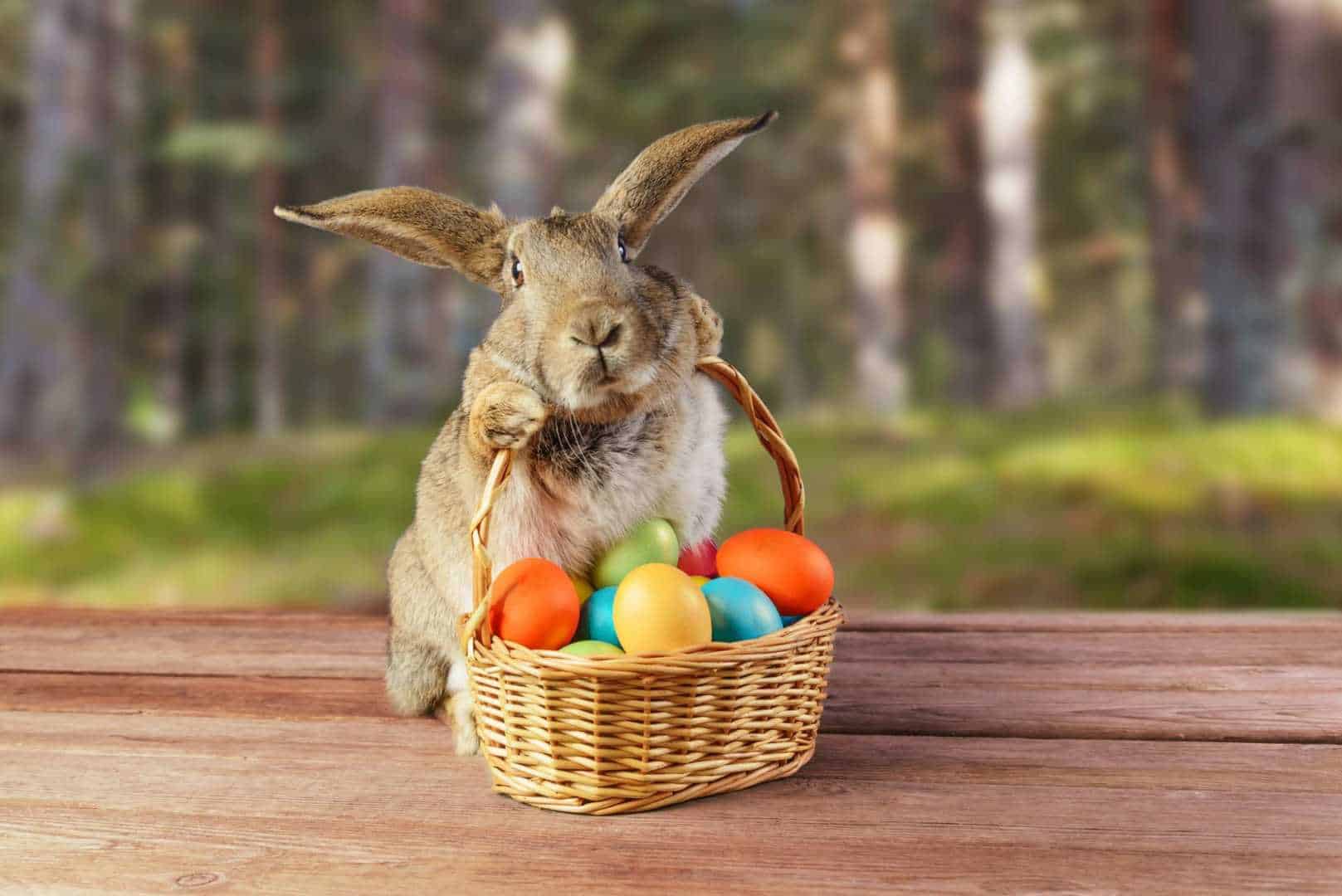 easter bunny