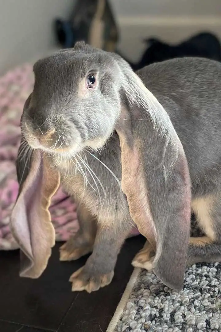 english lop eared rabbit