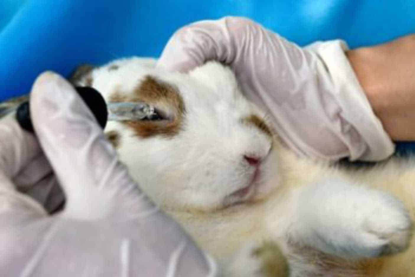 eye drops for rabbits