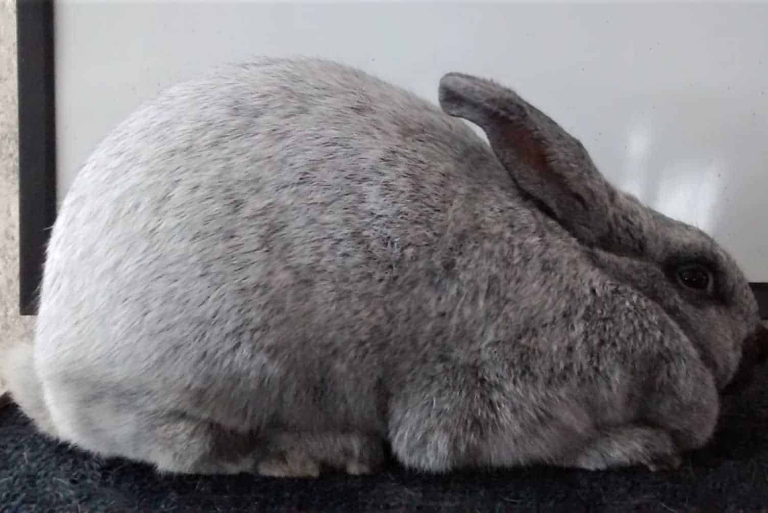 false pregnancy in rabbits