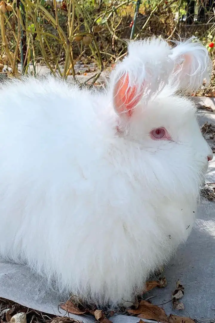 flemish giant angora rabbit