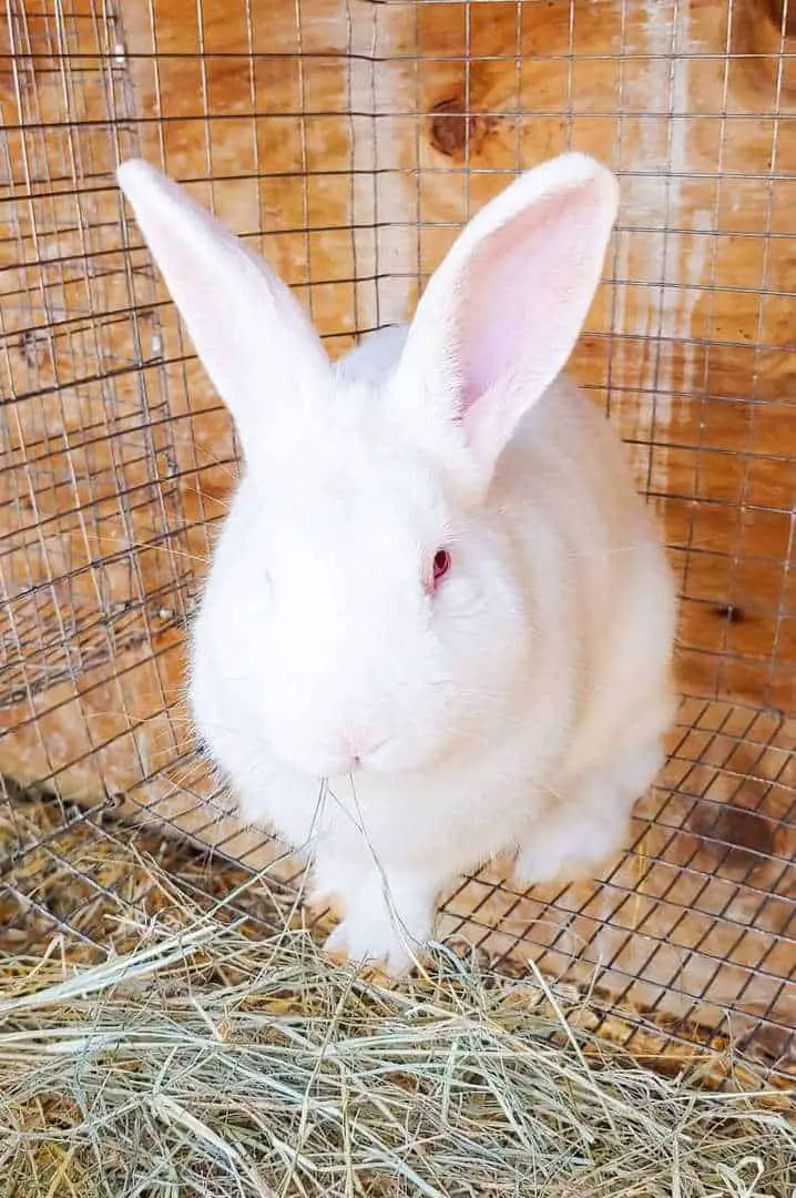 fluffy white bunny