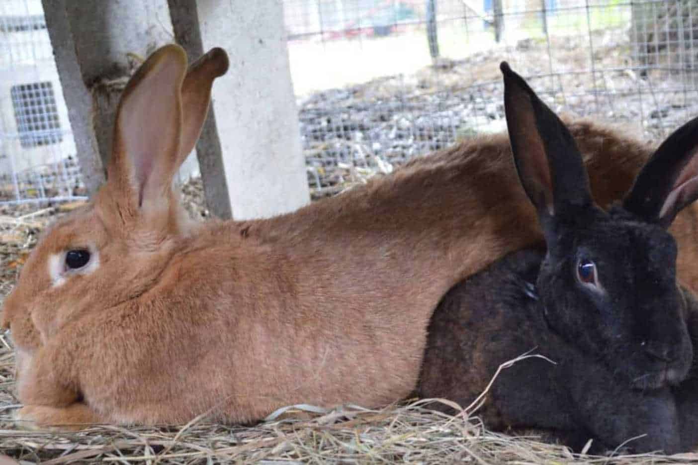 food rabbits