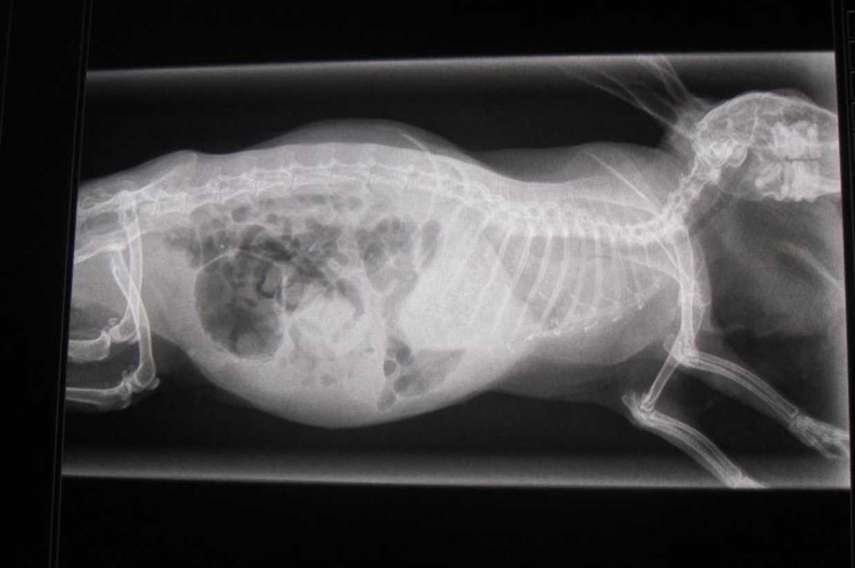 gi stasis rabbit symptoms