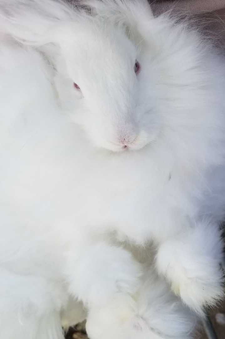 giant angora