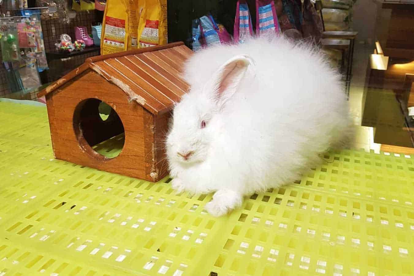 giant angora rabbit for sale