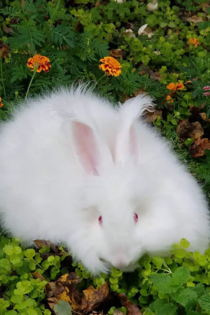 giant angora rabbit