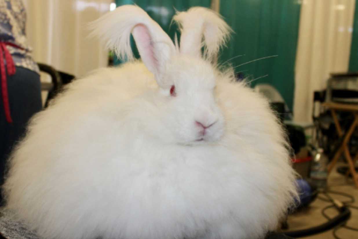 giant angora rabbits for sale