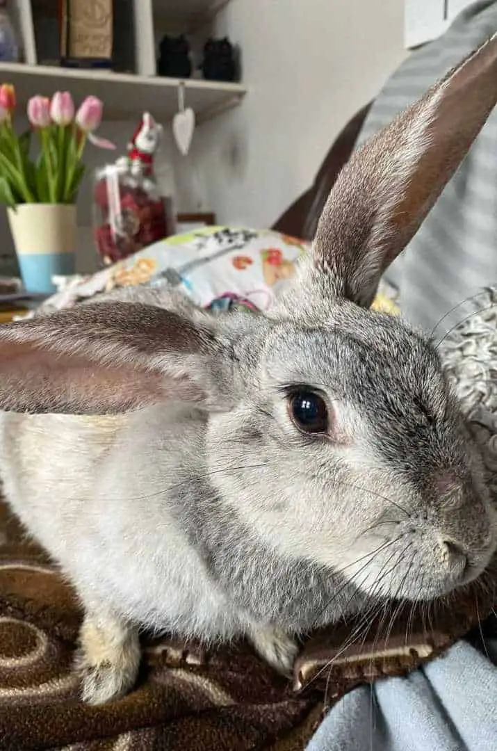 giant big chinchilla