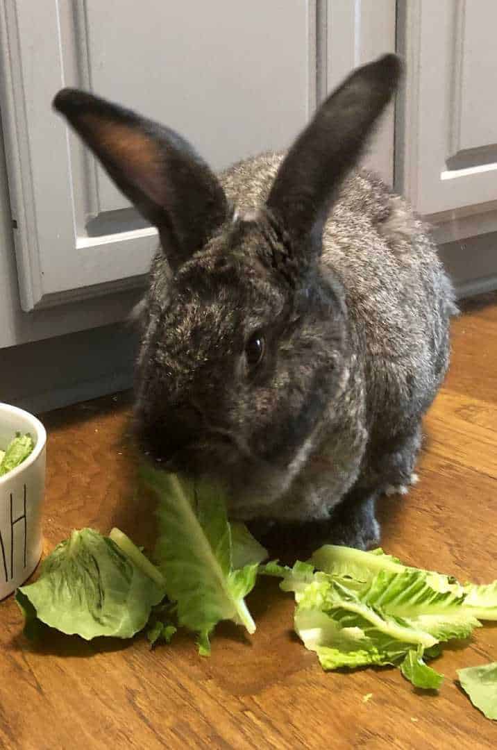 giant chinchilla