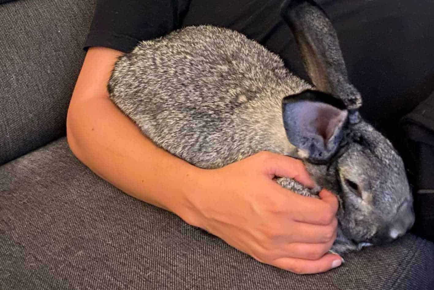 giant chinchilla rabbit baby