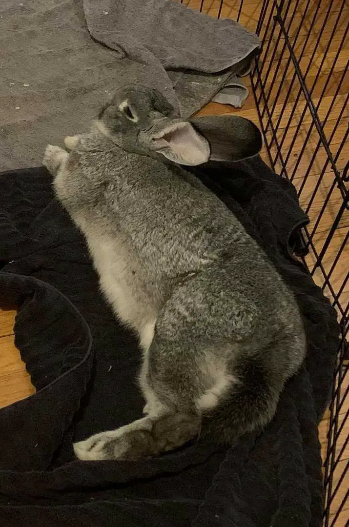 giant chinchilla rabbits