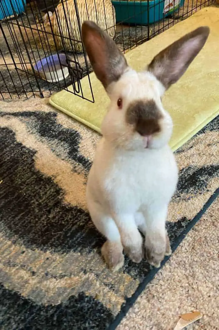 himalayan bunnies