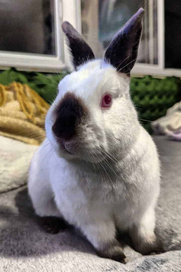 himalayan bunny