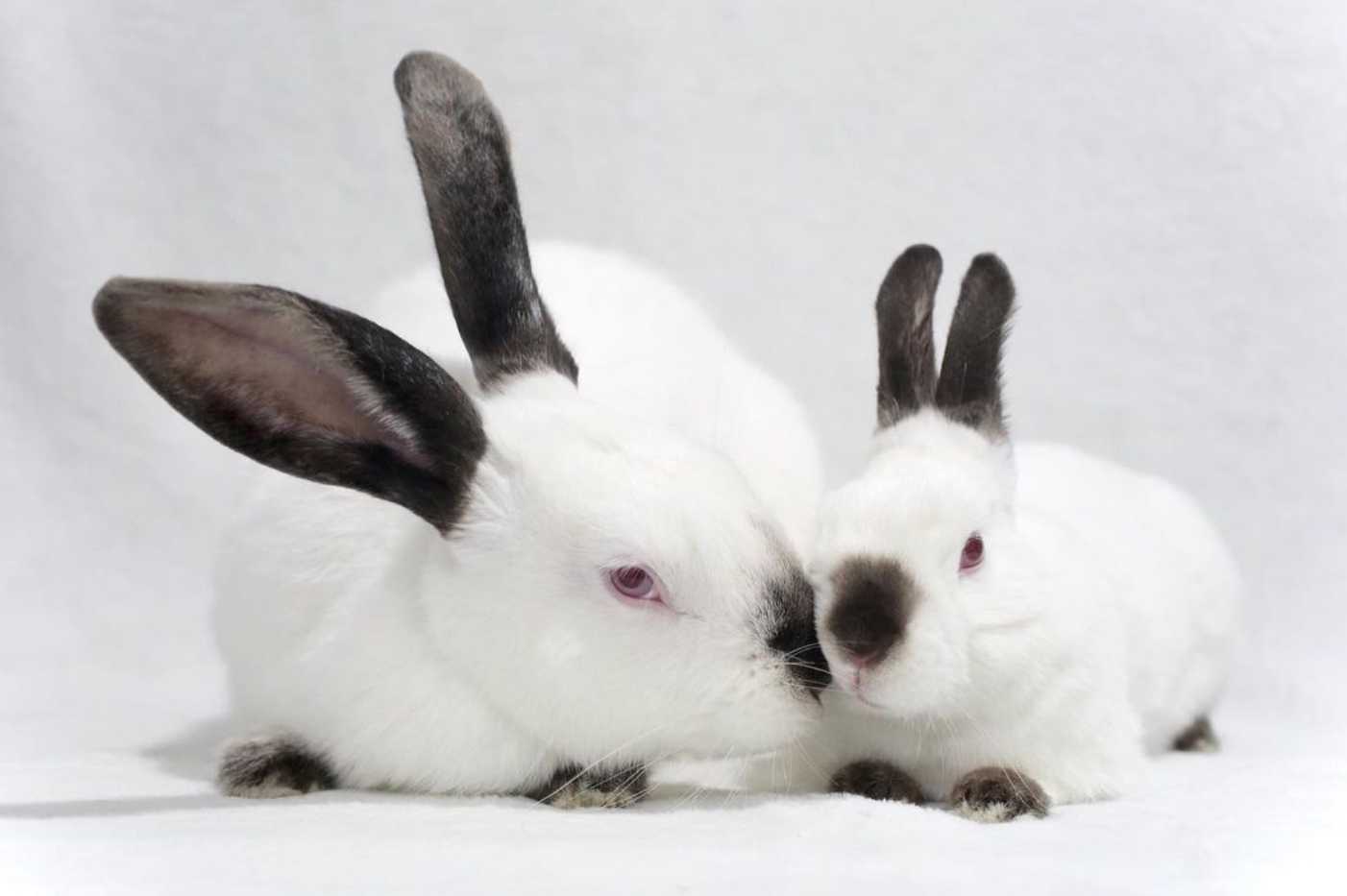 himalayan rabbit