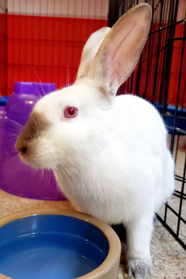 himalayan rabbits