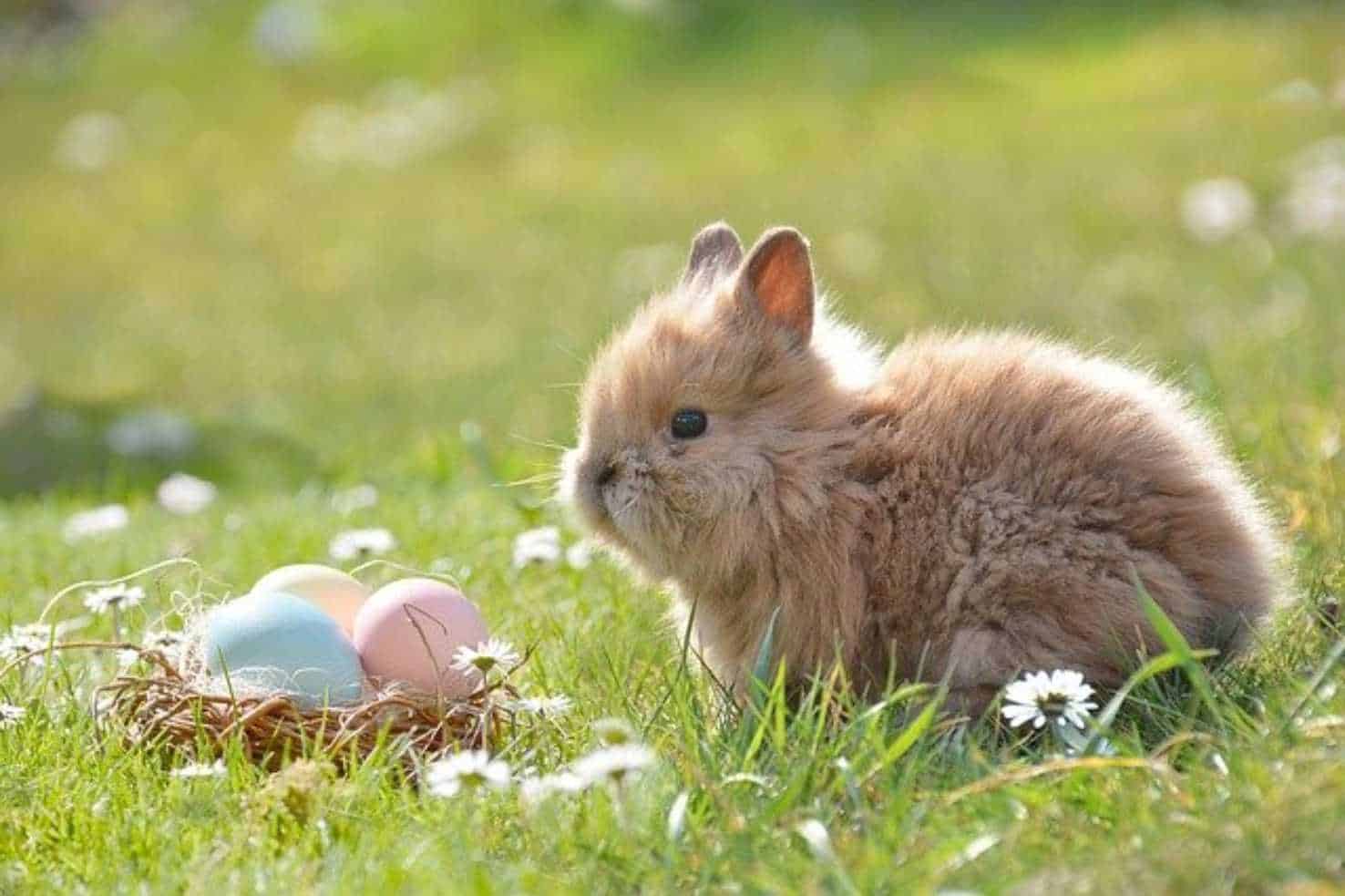 history of easter bunny